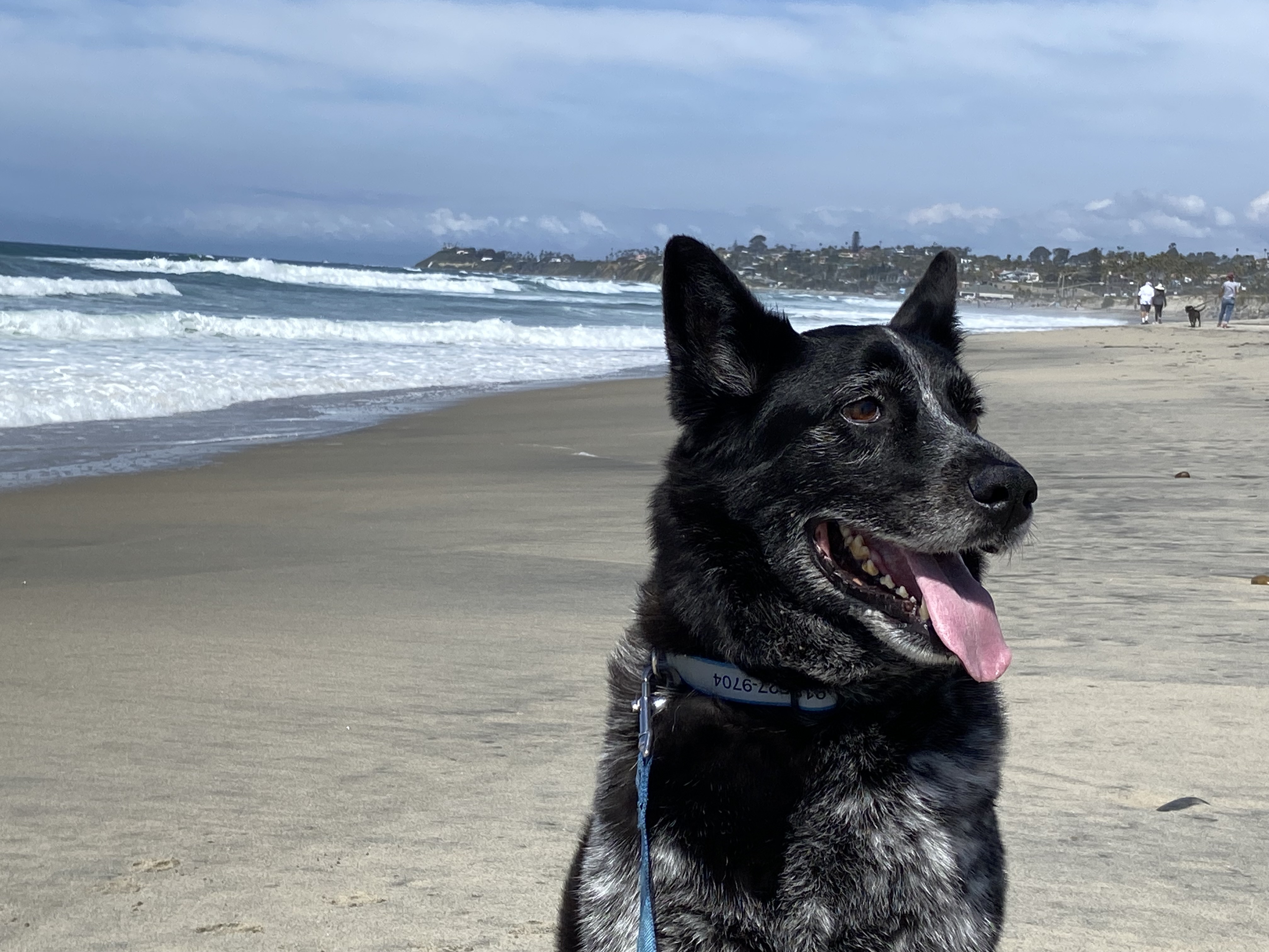 Echo at the dog beach